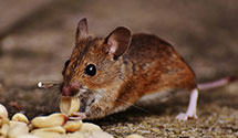 24 Hour & Emergency Exterminators in Cedar Valley, IA